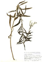 藏品(北方山柳菊)的圖片